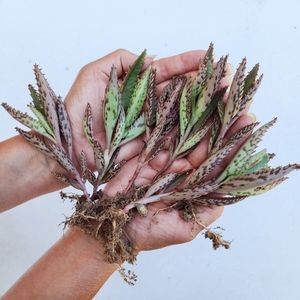 6 Healthy Rooted Mother Of Thousands Succulents